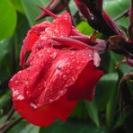 Rote Canna nach dem Regen