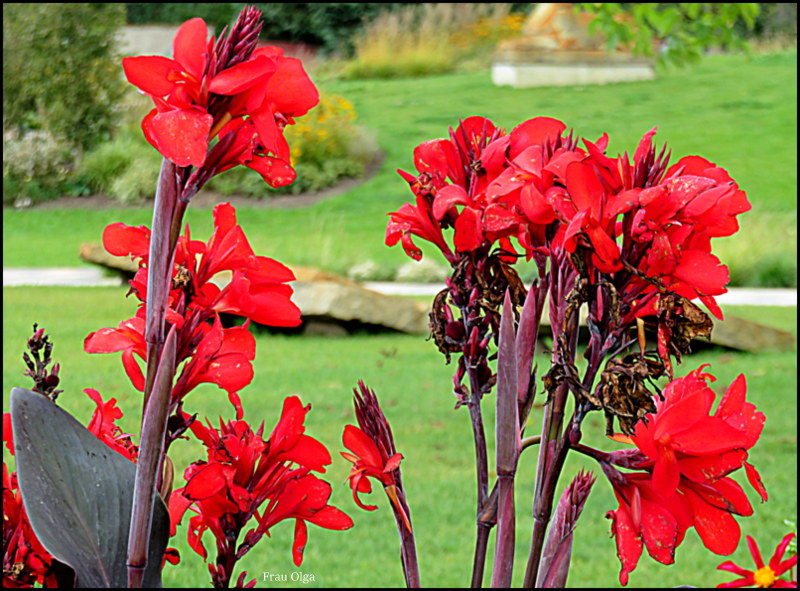 Rote Canna zum Wochenende