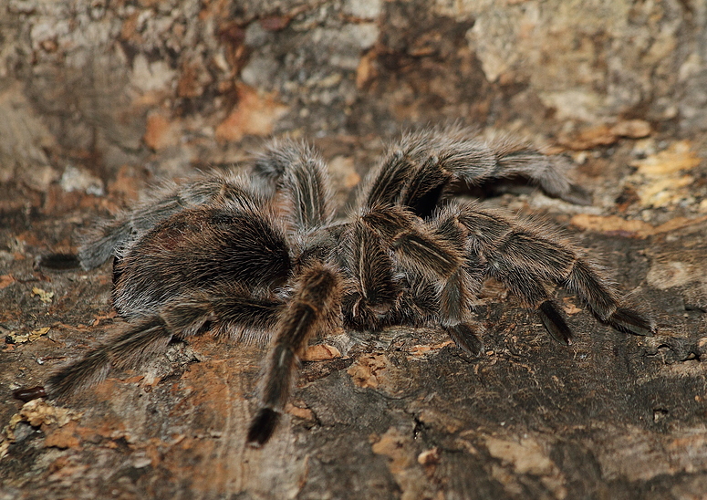 Rote-Chile-Vogelspinne