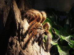 Rote Chile Vogelspinne