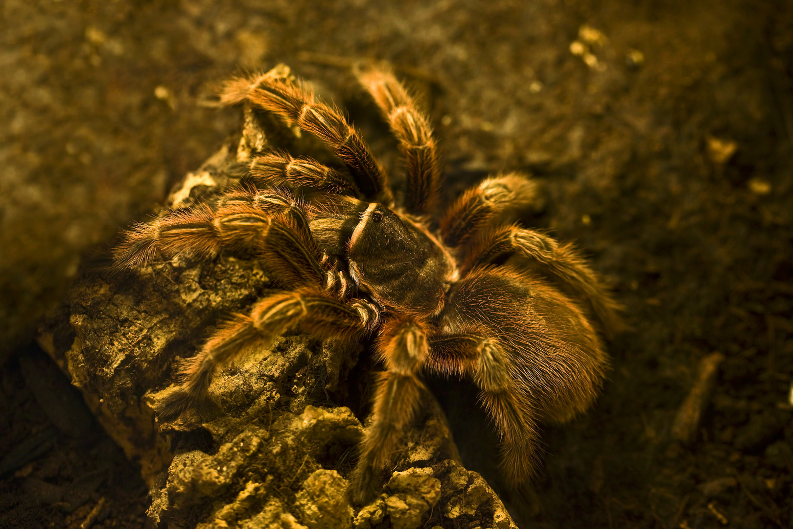 Rote Chile Vogelspinne