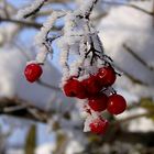 Rote Christbaumkugeln