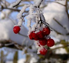 Rote Christbaumkugeln