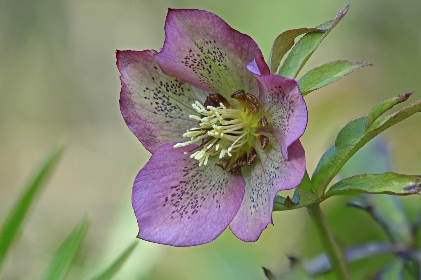 Rote Christrose Foto & Bild pflanzen, pilze & flechten, blüten