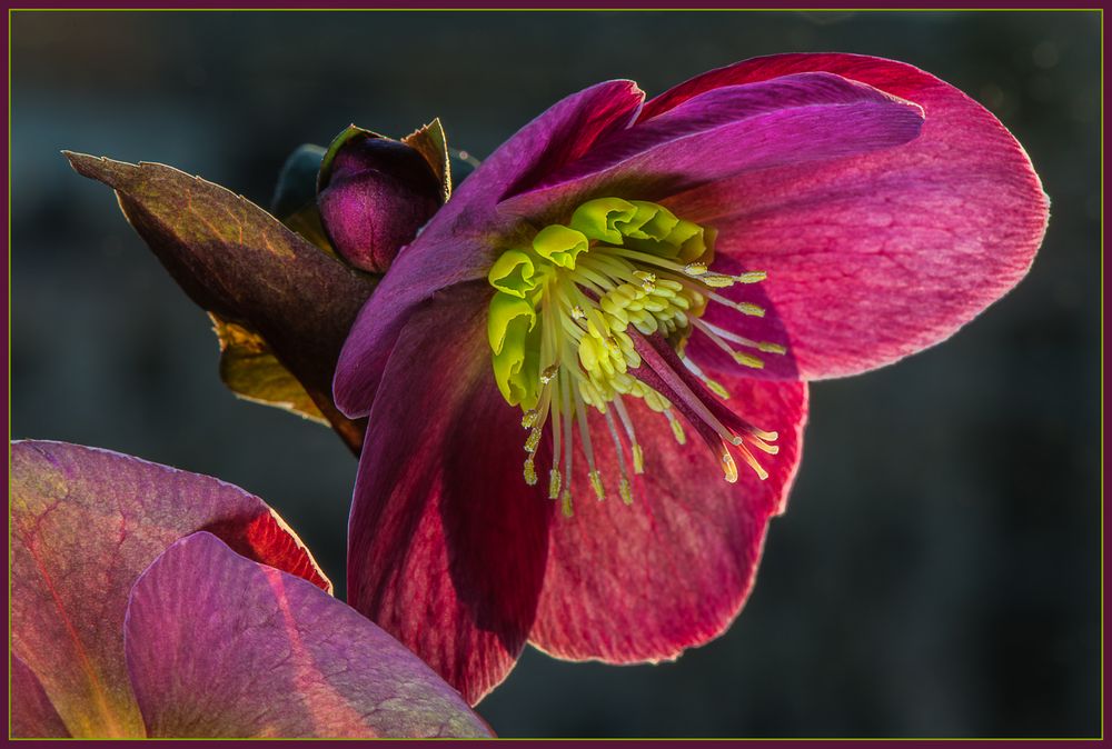 Rote Christrose Foto & Bild natur, nahaufnahme, pflanzen Bilder auf