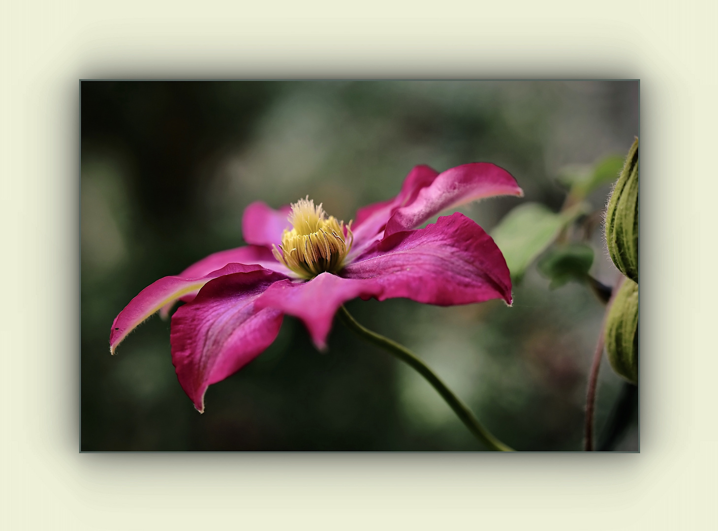 rote Clematis