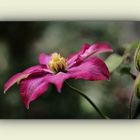 rote Clematis