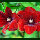 rote Clematis