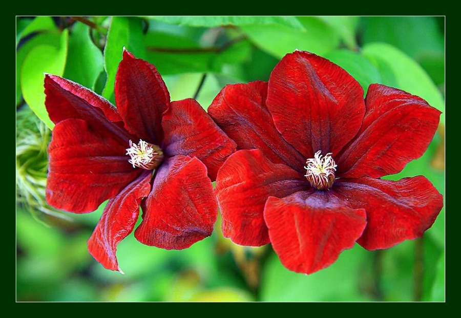 rote Clematis