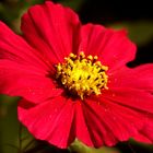 Rote Cosmea