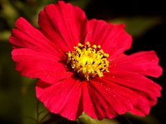 Rote Cosmea