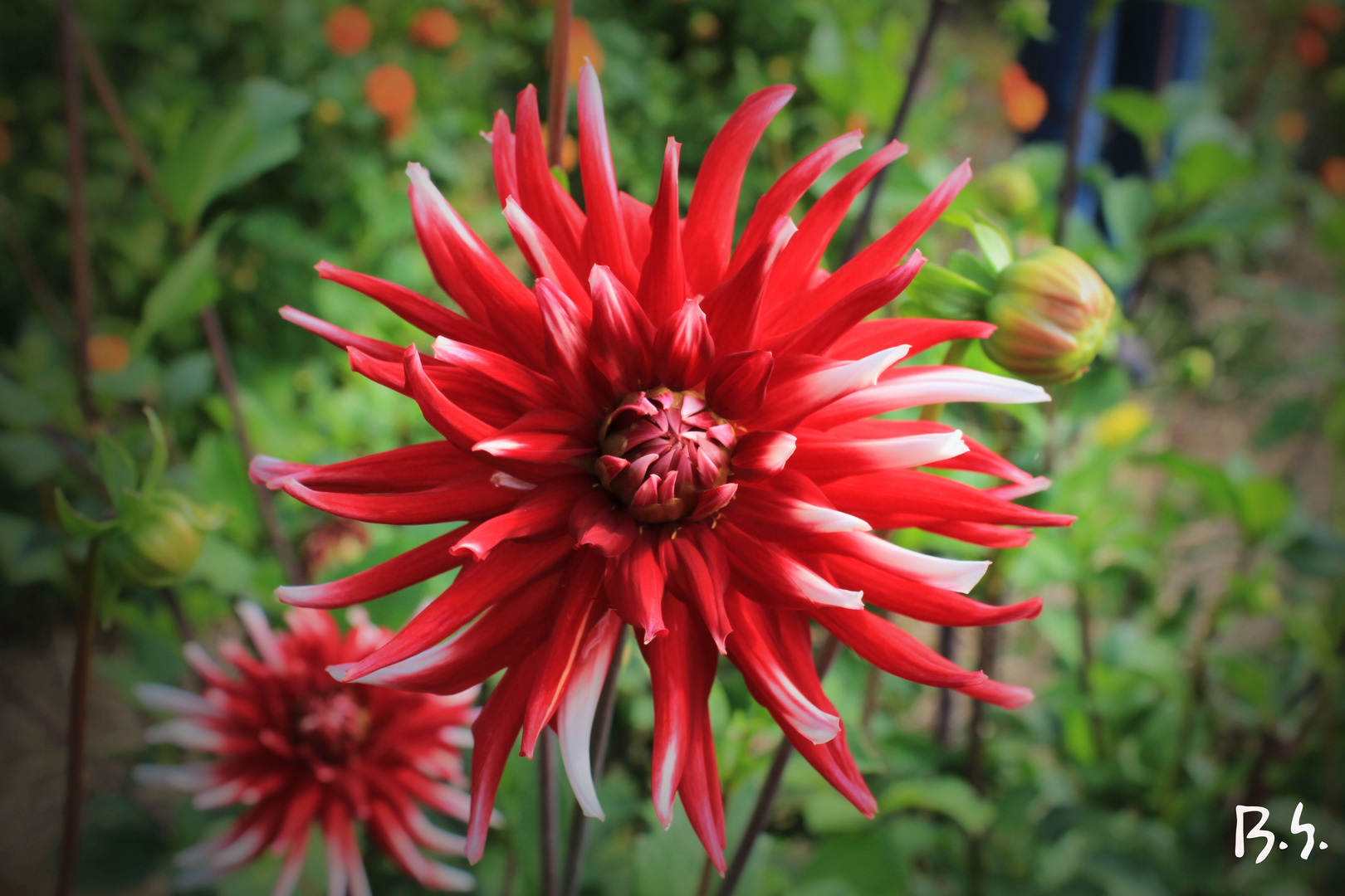 Rote Dahlia