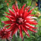 Rote Dahlia