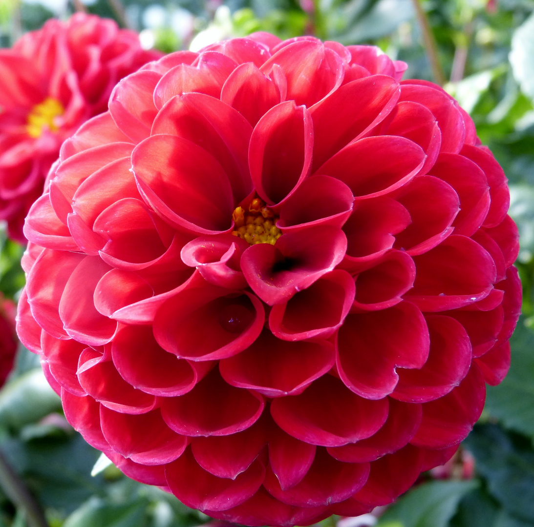 54+ Rote Winterharte Dahlien, Dahlienliebhaber haben die qual der