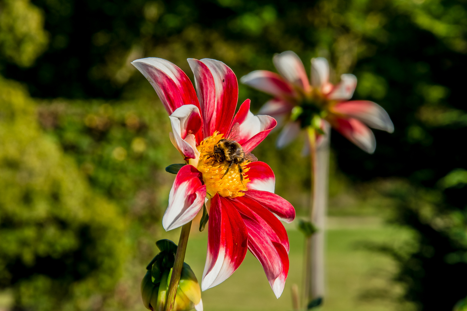 Rote Dalie mit Hummel