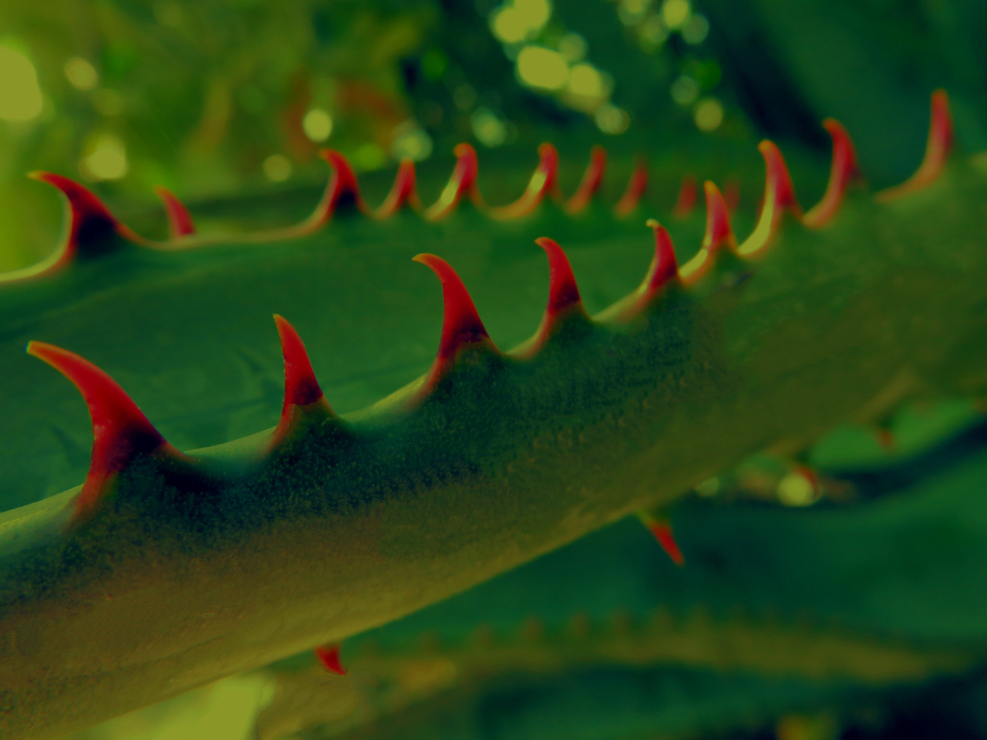 Rote Dornen Foto & Bild sommer, grün, natur Bilder auf