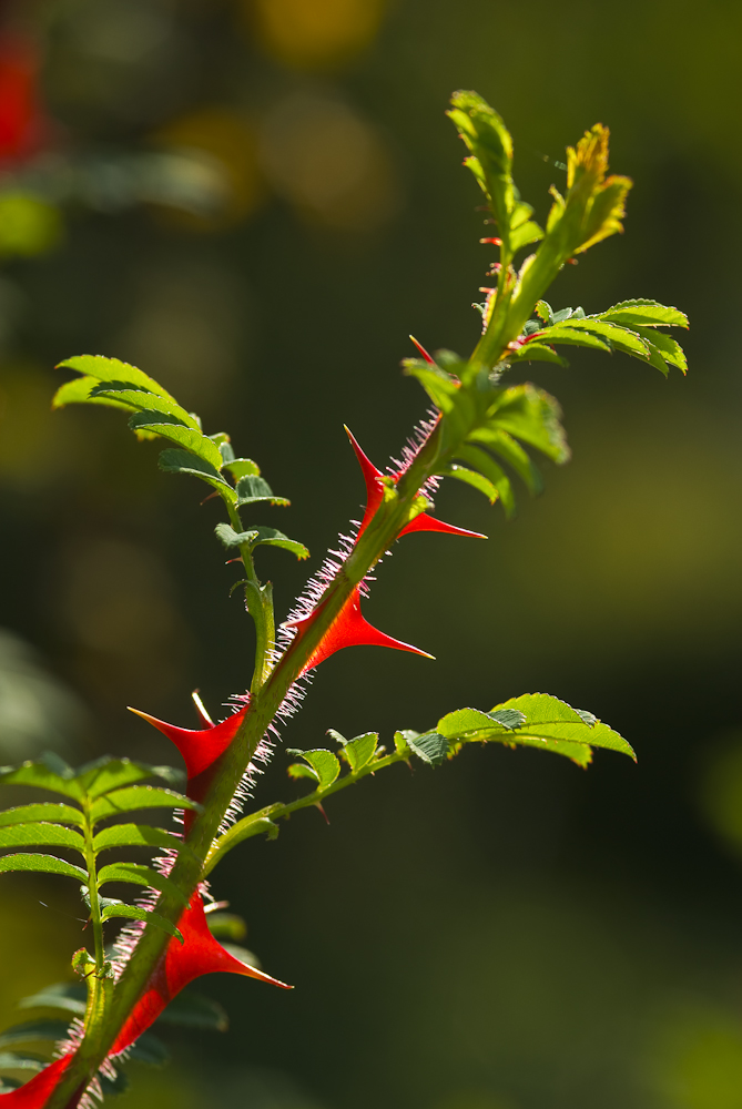 Rote Dornen Foto & Bild pflanzen, pilze & flechten, sträucher, natur