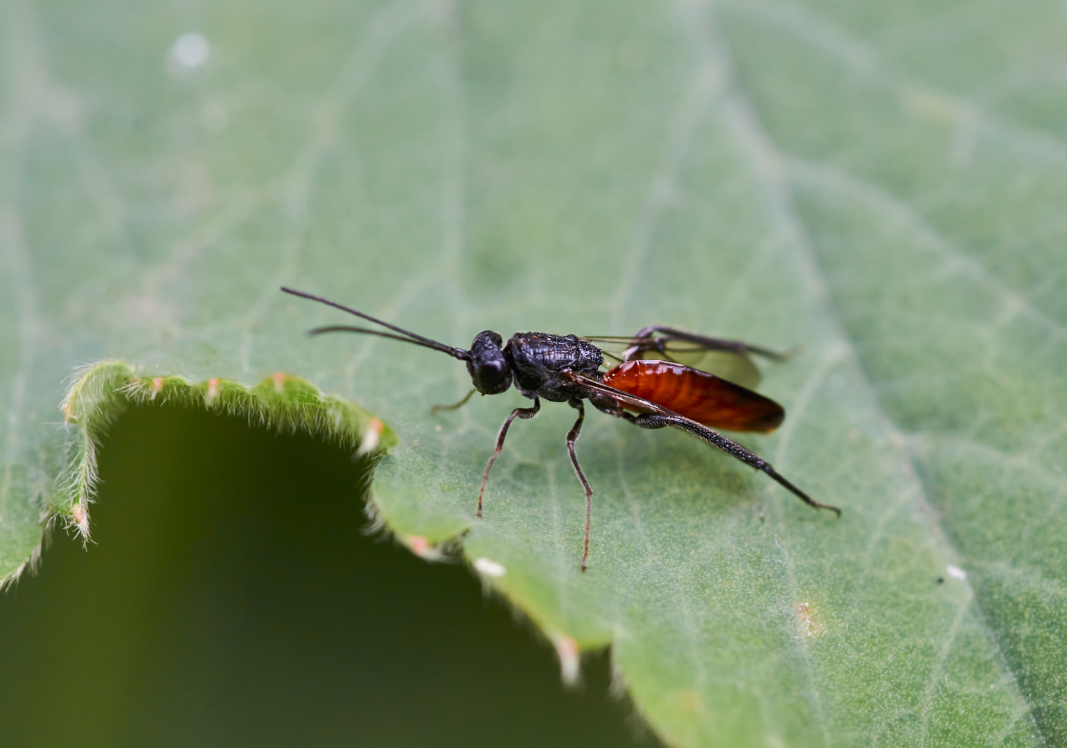 Rote Dornwurmwespe (Ibalia leucospoides)