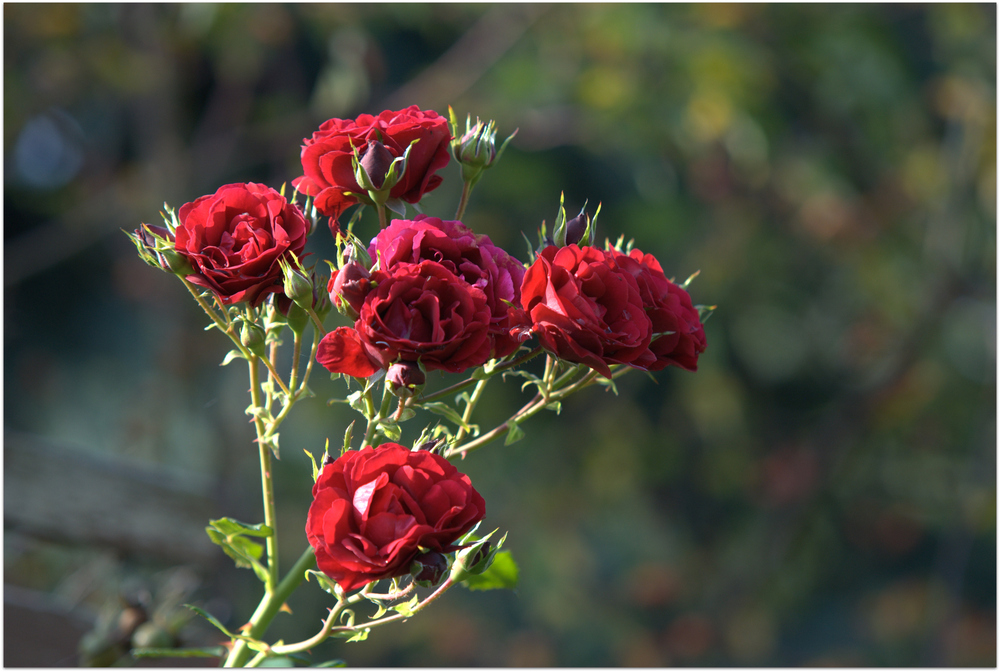 Rote Duft-Strauchrose