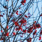 rote Eberesche im Winter