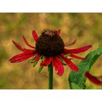 Rote Echinacinblüte