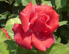 rote Edelrose mit Wassertropfen