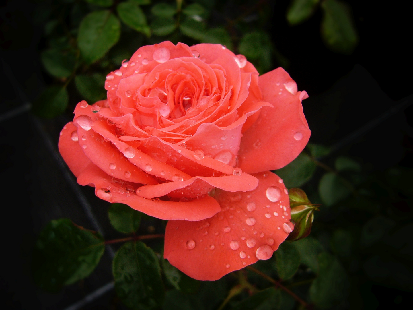 Rote Edelrose - Nach dem Regen