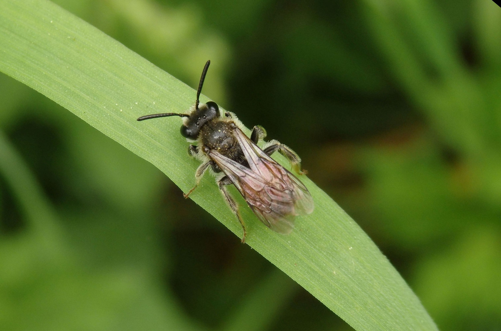 Rote Ehrenpreis-Sandbiene (Andrena labiata) im heimischen Garten