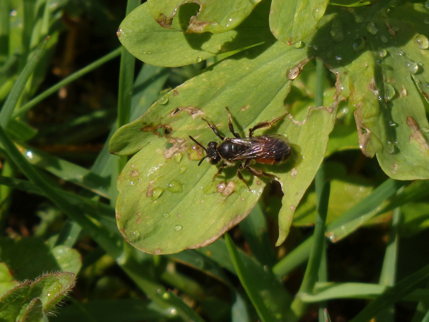 Rote Ehrenpreis-Sandbiene (Andrena labiata) im heimischen Garten