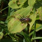 Rote Ehrenpreis-Sandbiene (Andrena labiata) im heimischen Garten