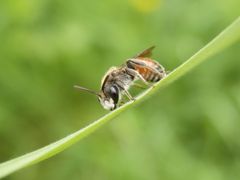 Rote Ehrenpreis-Sandbiene (Andrena labiata) im heimischen Garten