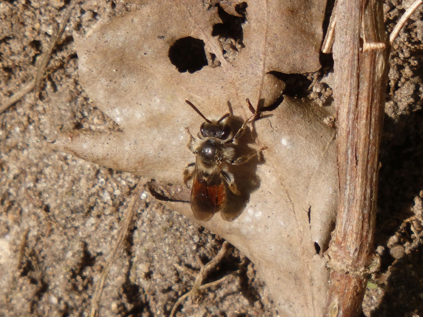 Rote Ehrenpreis-Sandbiene (Andrena labiata) im heimischen Garten