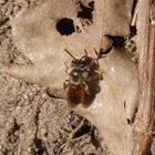 Rote Ehrenpreis-Sandbiene (Andrena labiata) im heimischen Garten