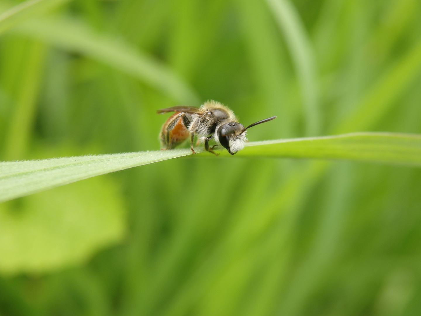 Rote Ehrenpreis-Sandbiene (Andrena labiata) im heimischen Garten