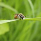 Rote Ehrenpreis-Sandbiene (Andrena labiata) im heimischen Garten