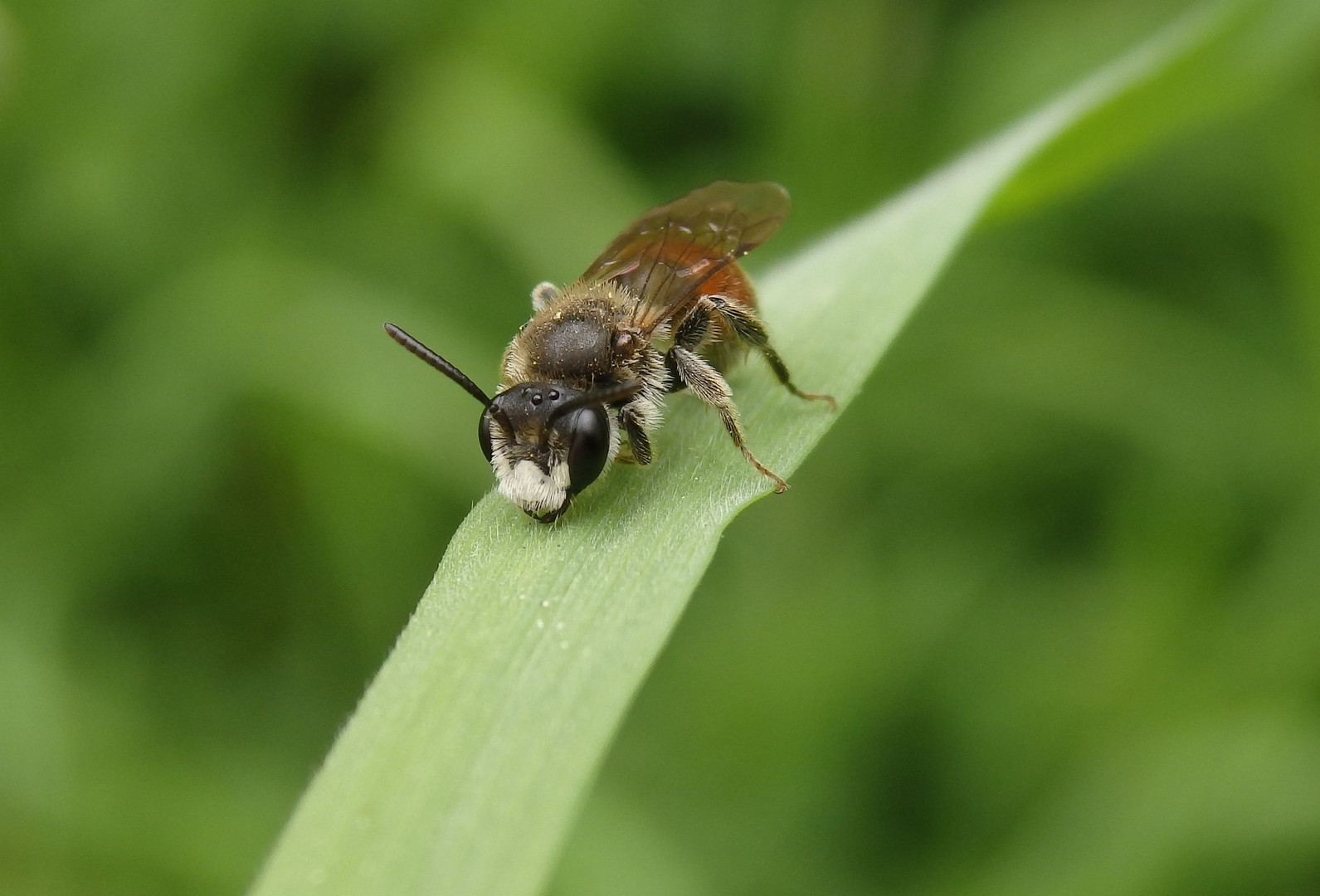 Rote Ehrenpreis-Sandbiene (Andrena labiata) im heimischen Garten