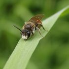 Rote Ehrenpreis-Sandbiene (Andrena labiata) im heimischen Garten