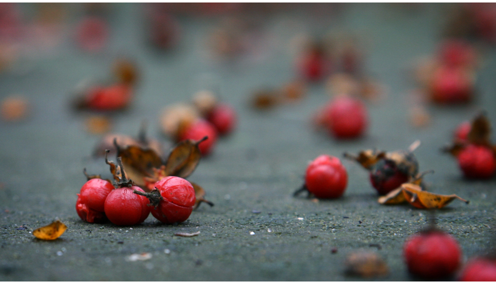 rote einsamkeit