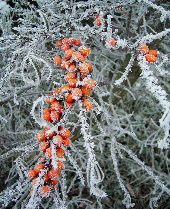 Rote Eisbeeren