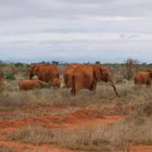 Rote Elefanten