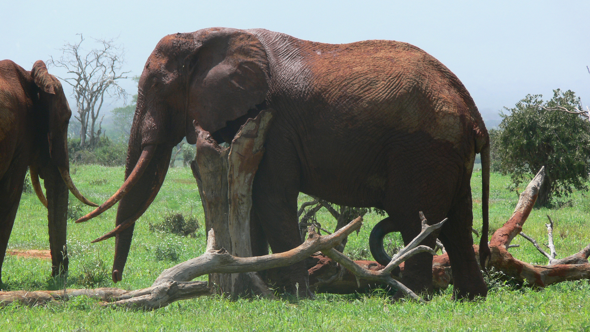 "Rote" Elefanten im Tsavo Est Nationalpark in Kenia