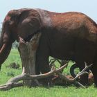 "Rote" Elefanten im Tsavo Est Nationalpark in Kenia