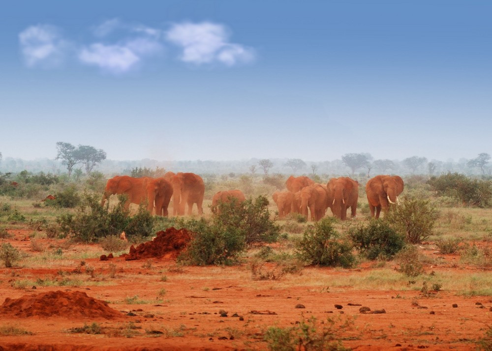 Rote Elefanten im Tsavo Ost