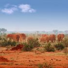 Rote Elefanten im Tsavo Ost