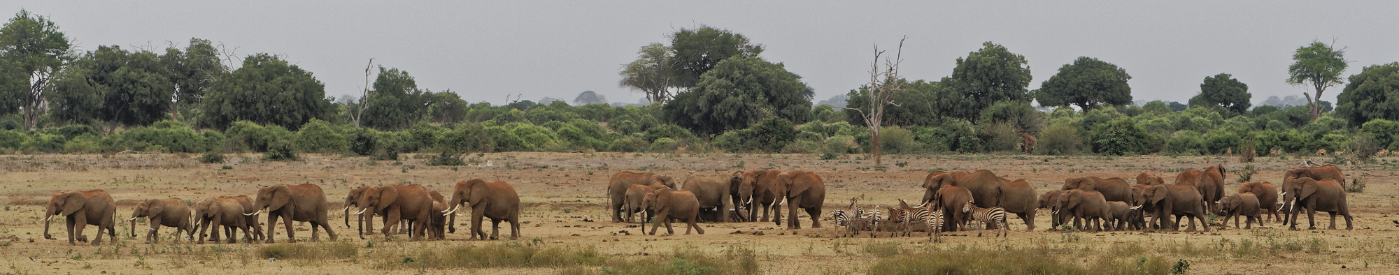 Rote Elefanten in Kenia