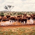 "Rote" Elefanten in Kenia