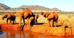 Rote Elefanten in Tsavo East