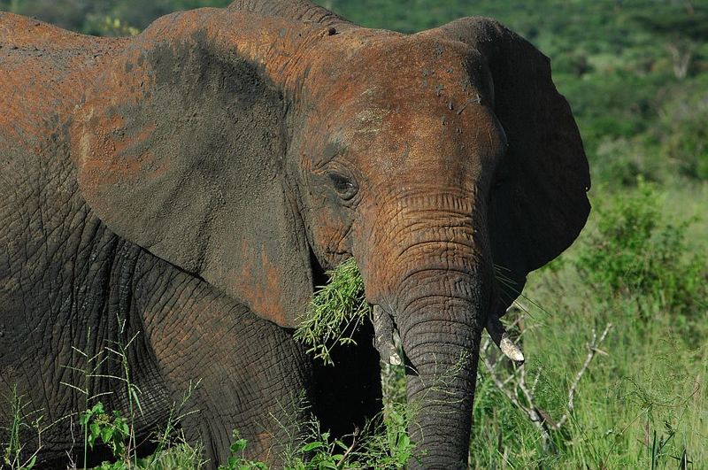 Rote Elefanten von Tsavo Ost