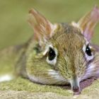 Rote Elefantenspitzmaus (Elephantulus rufescens)