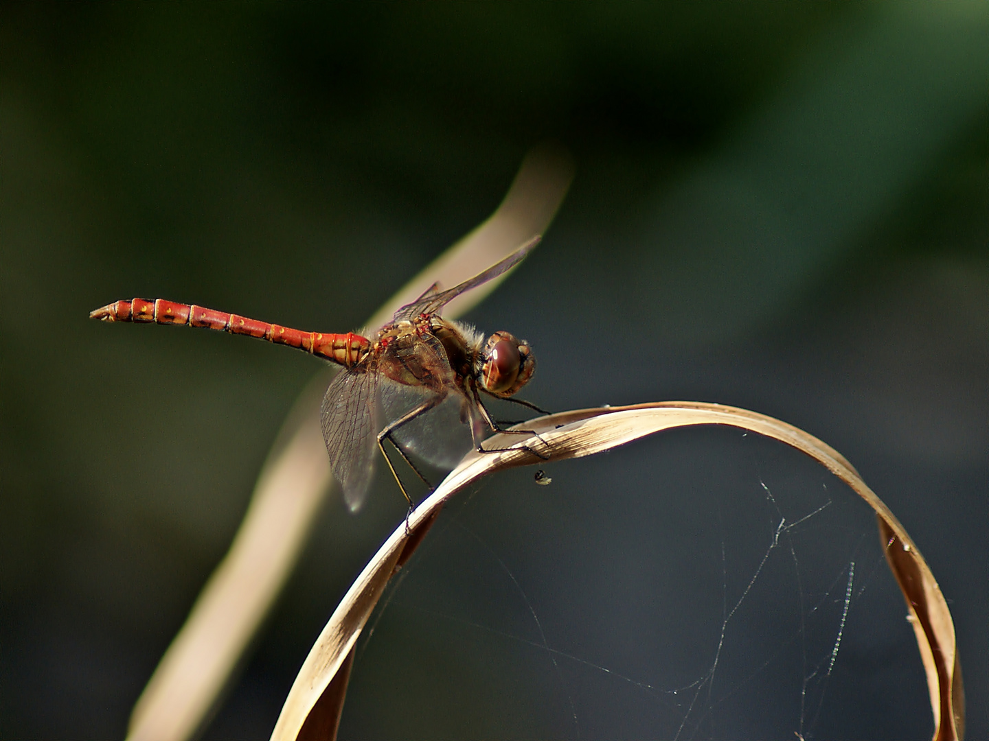 Rote Eleganz